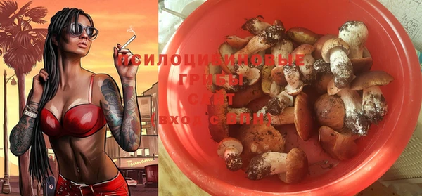 прущие грибы Новозыбков