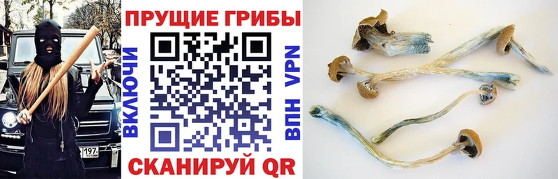 Галлюциногенные грибы прущие грибы  Почеп 